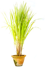 tree in pot on white background,bonsai tree with twisted branches and vibrant green leaves isolated on a white background