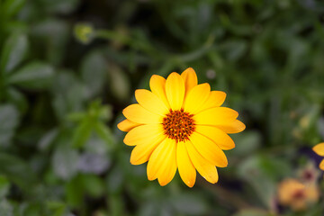 Beautiful yellow flower of Dimorphotheca sinuata or African daisy in summer, close up
