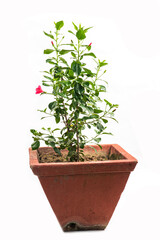 Obraz premium tree in pot on white background,bonsai tree with twisted branches and vibrant green leaves isolated on a white background