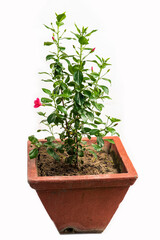 tree in pot on white background,bonsai tree with twisted branches and vibrant green leaves isolated on a white background