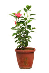 tree in pot on white background,bonsai tree with twisted branches and vibrant green leaves isolated on a white background
