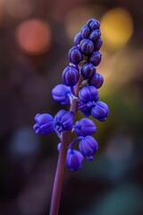 The flower spikes of grape hyacinths are visible closely.; Winchester, Massachusetts.