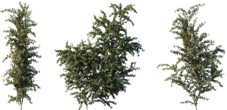 Set of Pyracantha coccinea (Scarlet firethorn) frontal isolated png on a transparent background perfectly cutout