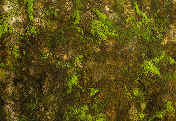 Detailed close-up of moss and lichen thriving on a weathered wall, floor, and rock, revealing...