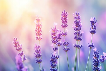 Obraz premium Sunset on the Plateau de Valensole, Provence, France, closeup of lavender flowers