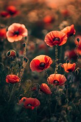 Obraz premium Blue sky, red poppies and wildflowers