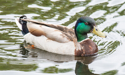 Mallard Duck in a park in Denmark
