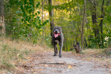 Portrait of grey dog pitbull. Gray american pitbull terrier outside in park