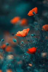 Obraz premium A field of red poppies under a blue sky