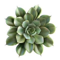 Serene Echeveria Succulent: A captivating overhead shot of a lush, green Echeveria succulent, showcasing its intricate rosette pattern and delicate texture.