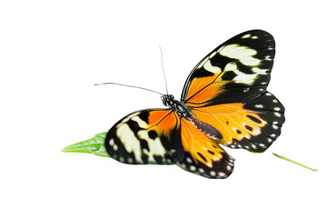 Obraz premium Transparent Butterfly on Leaf, Nature Beauty with Delicate Wings