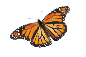 Fototapeta premium Transparent Monarch Butterfly Wings: A Study in Nature's Patterns