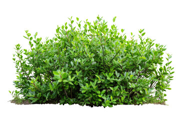 Obraz premium Transparent Lush Green Bush - Isolated for Design, Nature, and Garden - PNG Format