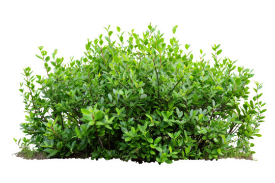 Transparent Lush Green Bush - Isolated for Design, Nature, and Garden - PNG Format