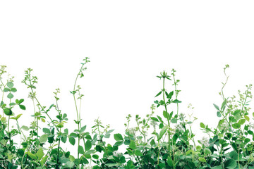 Transparent Green Plants with Black Background