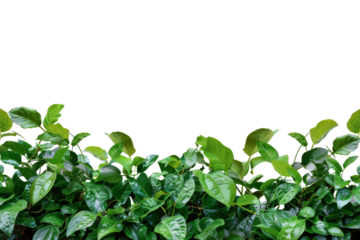 Transparent Green Foliage on Black Background: A Seamless Natural Border