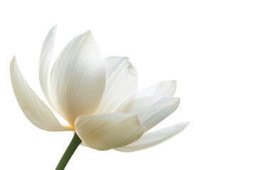 Fototapeta premium Transparent White Lotus Flower: A Symbol of Purity and Enlightenment