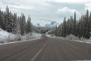 Fototapeta premium view of tall snowy mountain peaks in the distance in a wilderness area with a curved gravel road in the foreground and a pine tree forest on both side