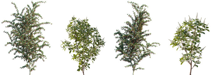 Set of Pyracantha coccinea (Scarlet firethorn) and Clethra alnifolia (the Coastal sweetpepperbush) frontal isolated png on a transparent background perfectly cutout