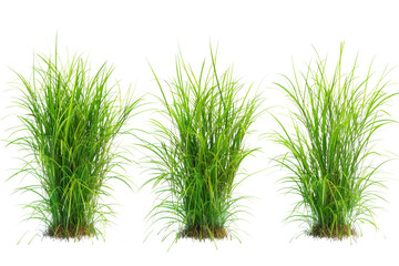 Transparent Green Grass Clump 3D Model - Realistic Plant for 3D Design