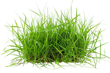 Transparent Lush Green Grass Clump - Realistic 3D Model for Nature Scenes