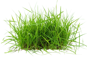 Transparent Lush Green Grass Clump - Realistic 3D Model for Nature Scenes