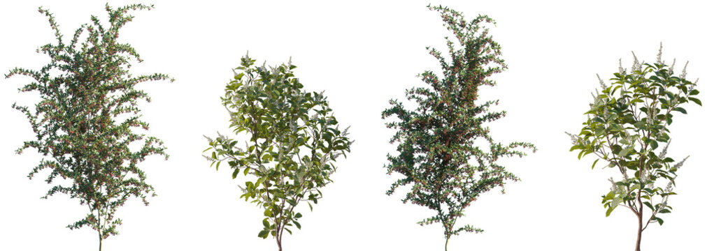 Set of Pyracantha coccinea (Scarlet firethorn) and Clethra alnifolia (the Coastal sweetpepperbush) frontal isolated png on a transparent background perfectly cutout