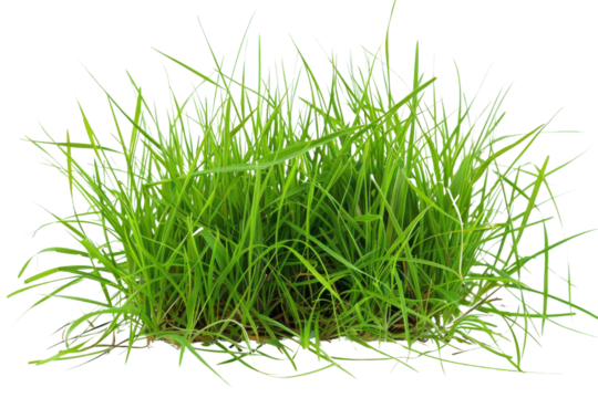 Transparent Lush Green Grass Clump - Realistic 3D Model for Nature Scenes