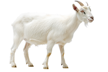 Transparent White Goat Isolated on Black Background - Animal Photography, Farm Animal, Domestic Goat