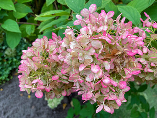 Rispen Hortensie, Hydrangea, in weiß rosa pink Tönen
