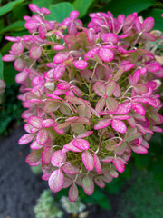 Rispen Hortensie, Hydrangea, in weiß rosa pink Tönen