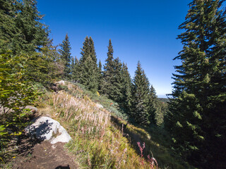 Obraz premium Autumn panorama of Vitosha Mountain, Bulgaria