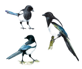 Set of three images of magpies in natural poses. Watercolor painting of birds in blue tones.	
