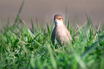 Ovenbird perched on the field