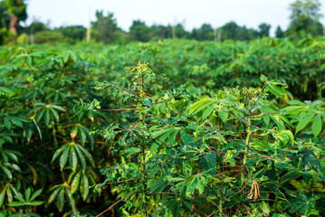 Cassava Mosaic Disease in the fields of  farmer's in Thailand