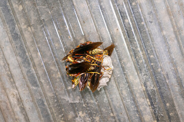 Paperwasp nest on the roof , in a house