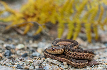 Maritime garter snake from New Hampshire found during an autumn hike 