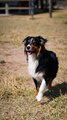 Cachorro pastor australiano boiadeiro tricolor preto branco e marrom em posi&ccedil;&atilde;o