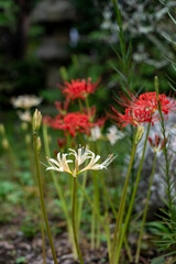 鎌倉249　妙法寺2　曼珠沙華