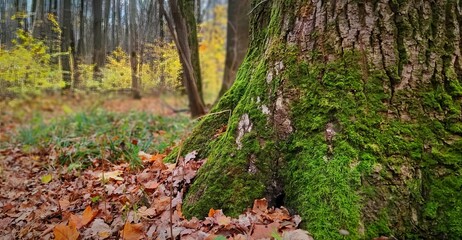 Moss-Covered Majesty: A Tranquil Forest Scene
