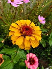 Bright yellow flower in a lush garden during late spring, surrounded by pink and purple blossoms