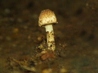 Large brown poisonous mushrooms in the garden, do not eat