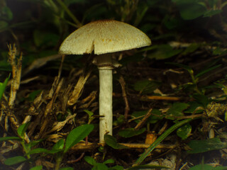 Large brown poisonous mushrooms in the garden, do not eat