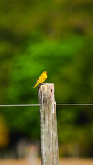 pássaro canário da fauna brasileira em uma lasca de mourão de cerca