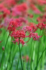 満開の曼殊沙華
