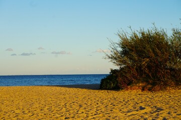 Beach and tall grass  © Adam