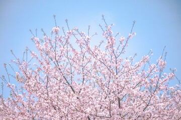 Cherry blossoms in Japan have a blue sky background. 