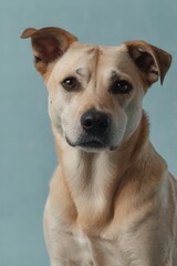 Medium-sized dog with tan fur and dark markings sitting against plain background