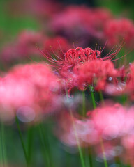 満開の曼殊沙華
