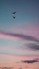 Split scene with person silhouette at sunset and birds in flight against gray sky